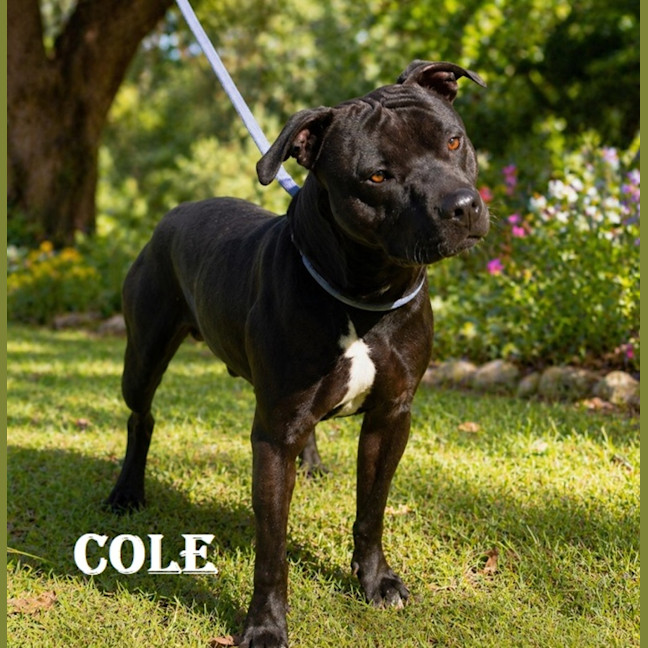 Photo of Cole