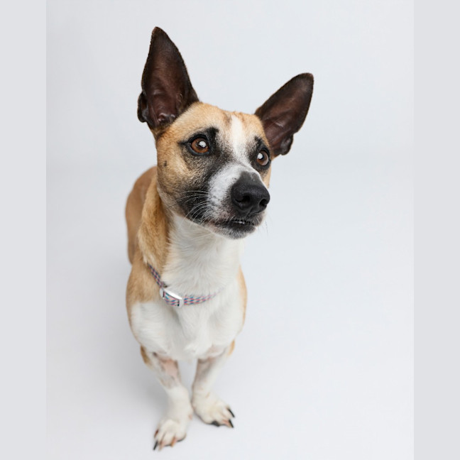 Photo of Arlo