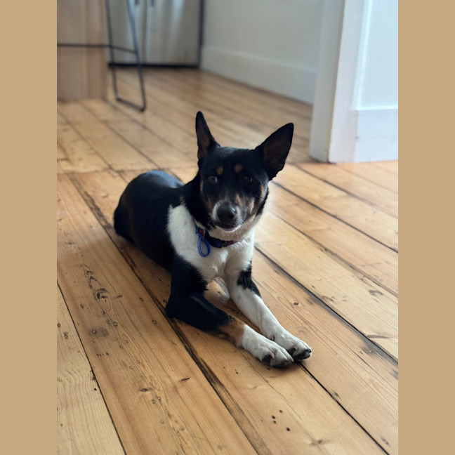 Photo of Coco   1 Year Old Kelpie X
