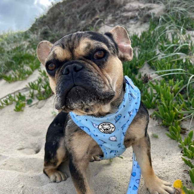 Photo of Effy & Finn  🌷🦴  Assisted Rehome