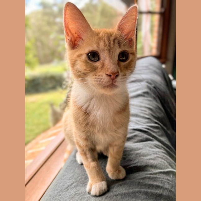 Photo of Tigger