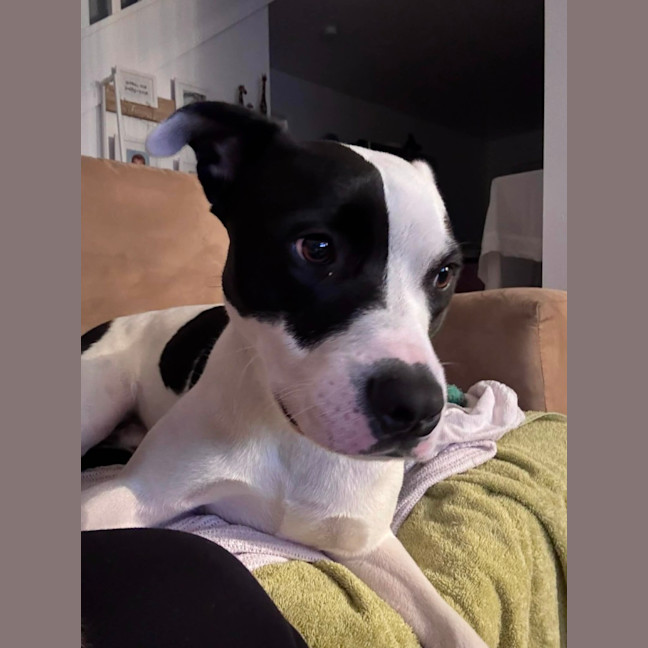 Photo of Tux   18 Month Old Staffy X