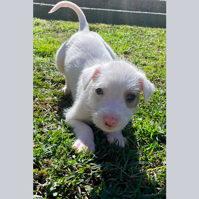 Photo of Mink