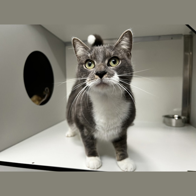 Photo of Smokey