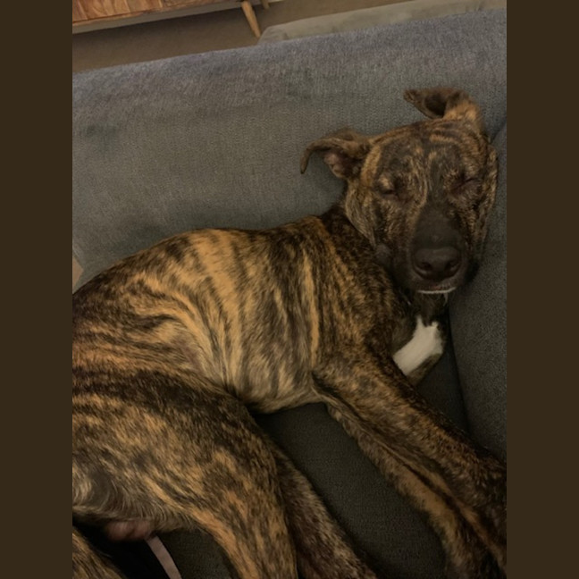 Photo of Dapper   7 Month Old Staffy X