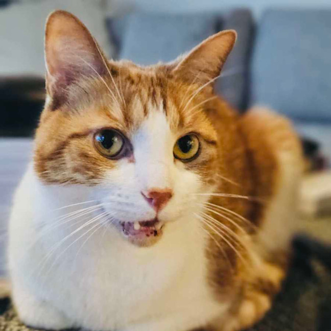 Photo of Gingie   Located In Cremorne