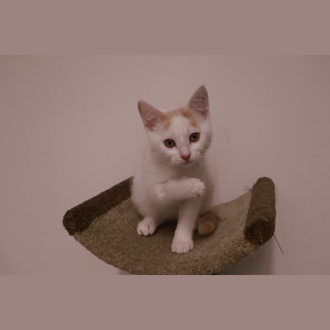 Photo of Lazarus