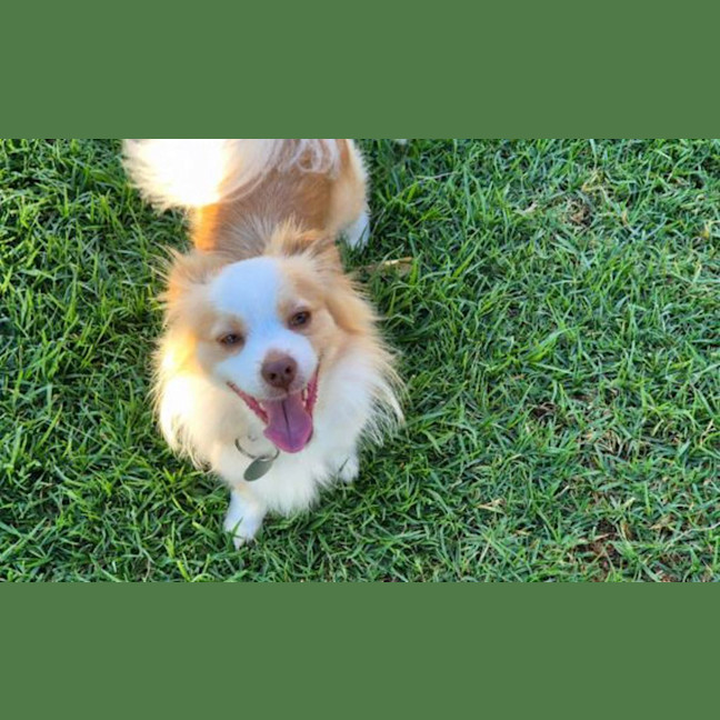 Photo of Oliver
