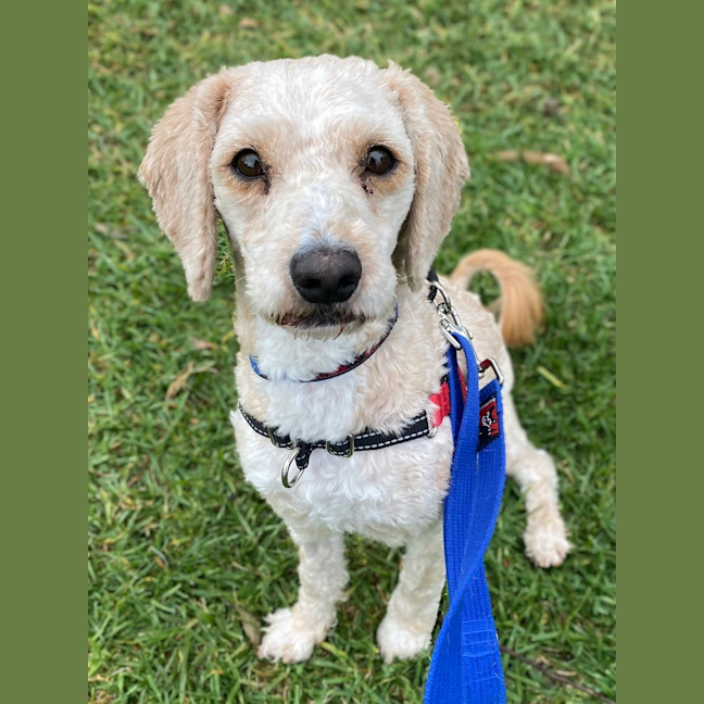 Photo of Bailey