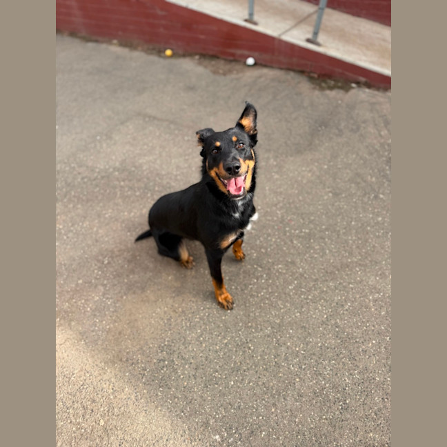 Photo of Diesel