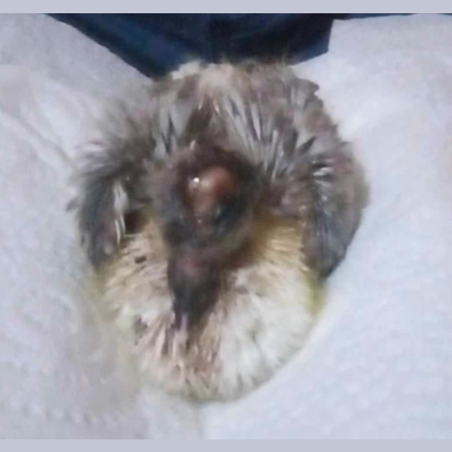 Photo of Summer Salad