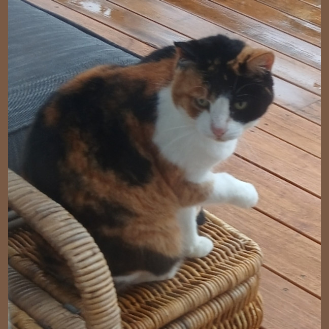 Photo of Blossom 