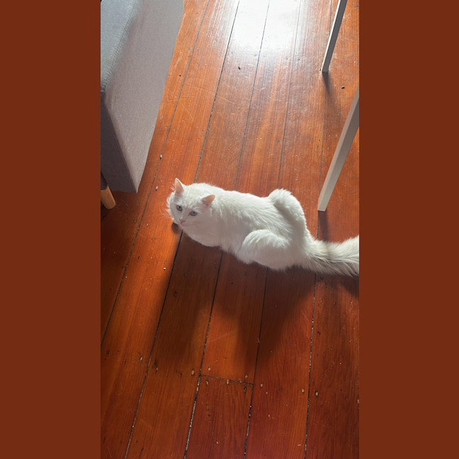 Photo of Winston