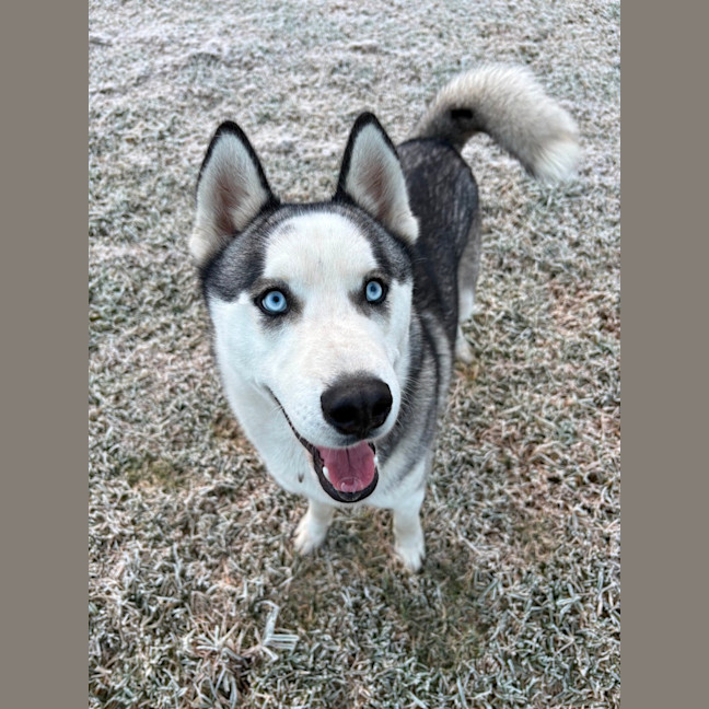 Photo of Cheeko