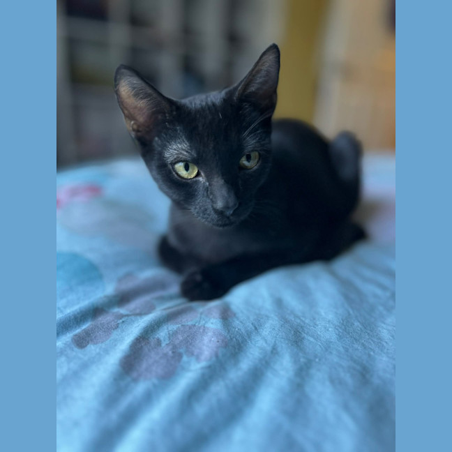 Photo of Binx
