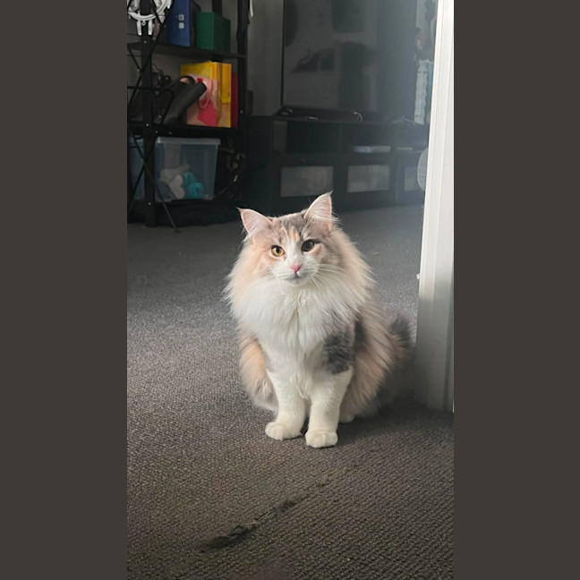 Photo of Mochi & Duman