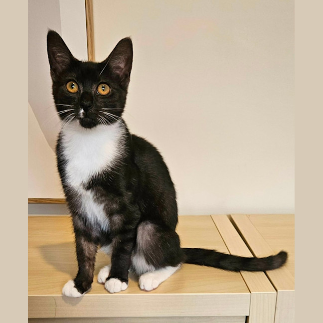 Photo of Cookie