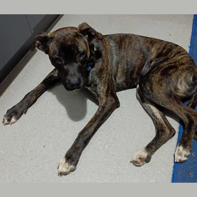 Photo of Mississippi Mud Pie