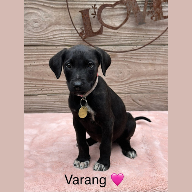 Photo of Varang