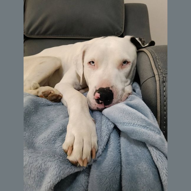 Photo of Scarlet   4 Year Old Bullmastiff