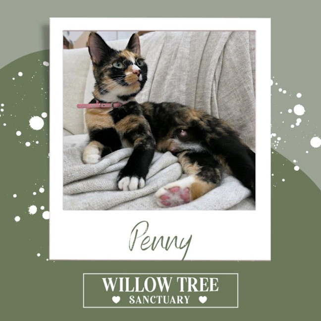 Photo of Penny
