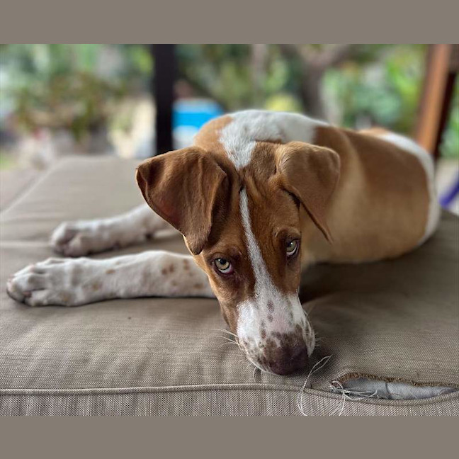Photo of Ham