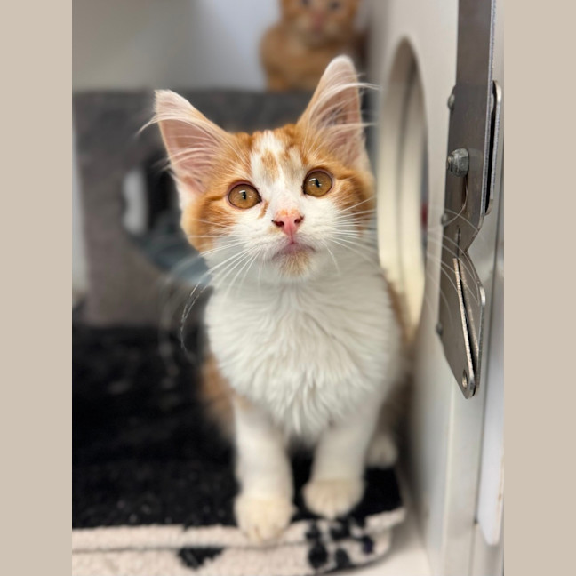 Photo of Scout