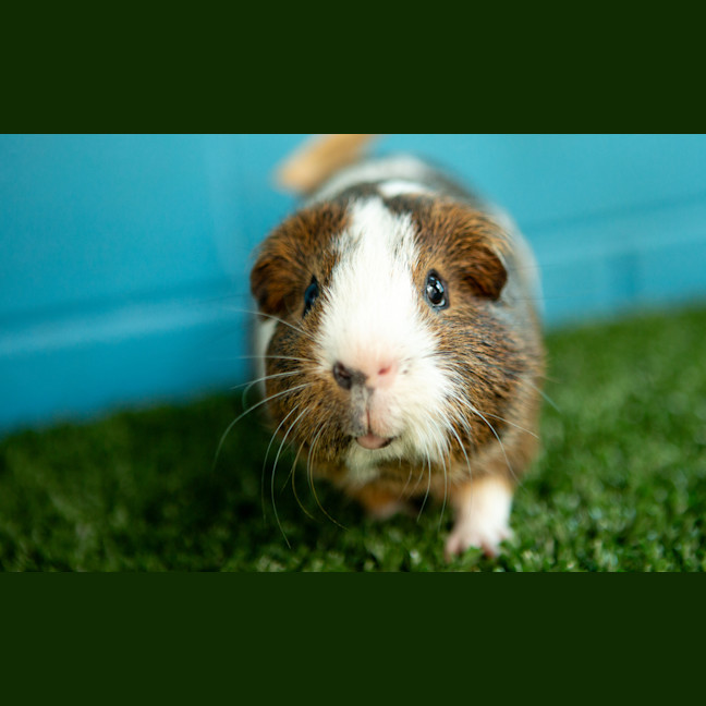 Photo of Bubbles