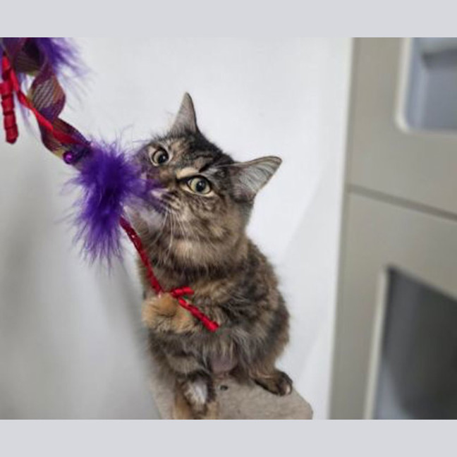 Photo of Posy
