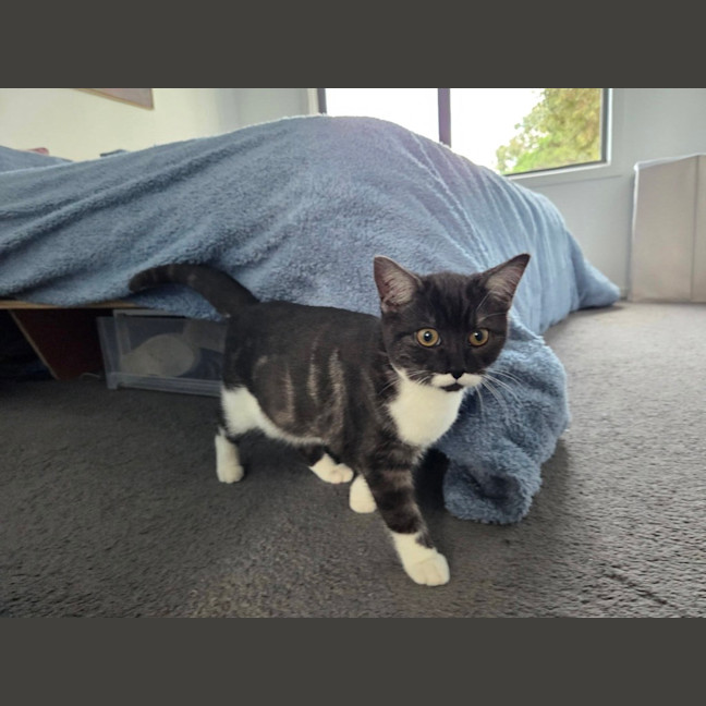 Photo of Monty (Was Moe)