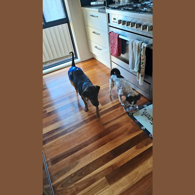 Photo of Shadow