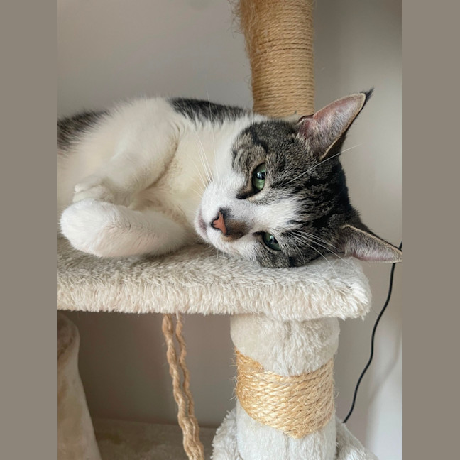 Photo of Shooshko (Shi Shi)