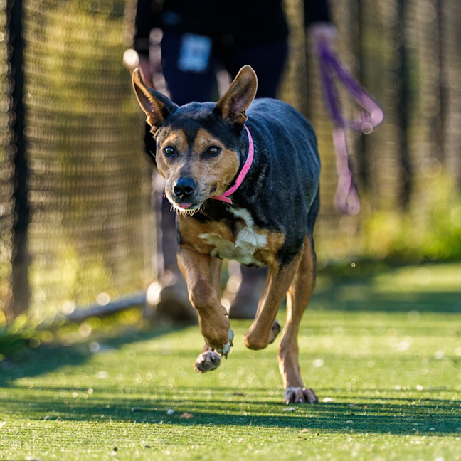 Photo of Ruby Imp 1403