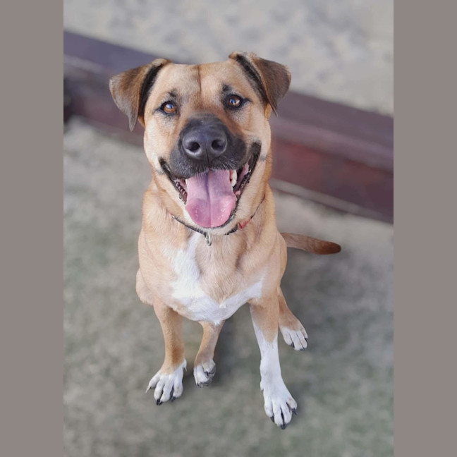 Photo of Brandi   3 Year Old Staffy X Shar Pei