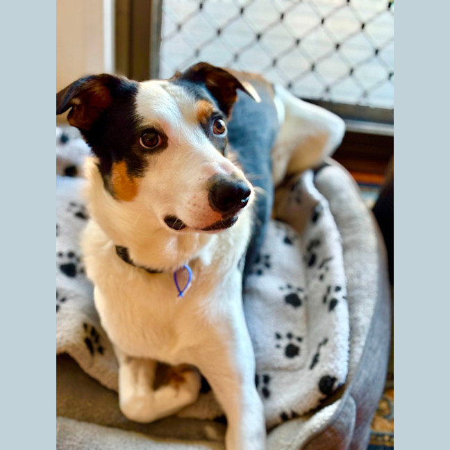 Photo of Toby   2 Year Old Border Collie