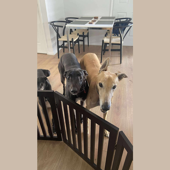 Photo of Sally, The Greyhound