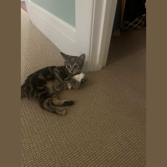 Photo of Freddie