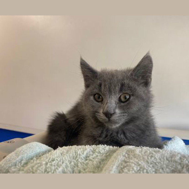 Photo of Atlas