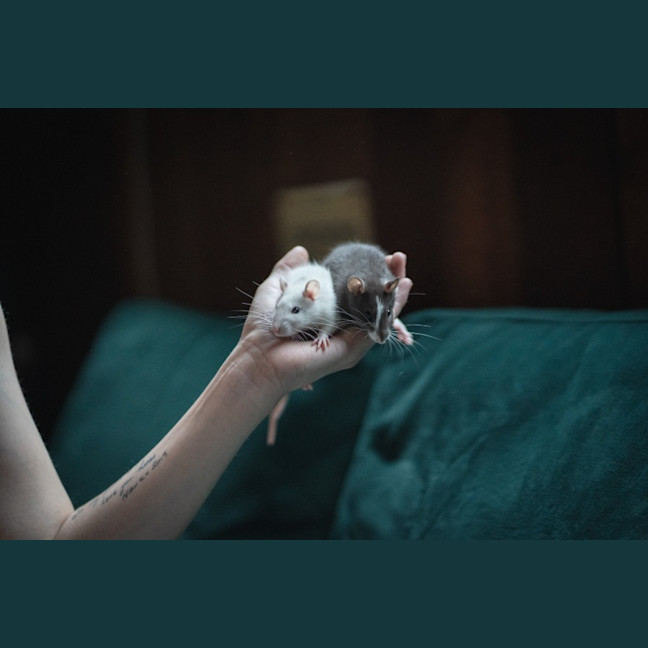 Photo of Toad & Beetle