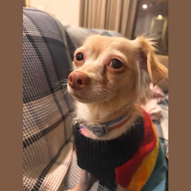 Photo of Bunny
