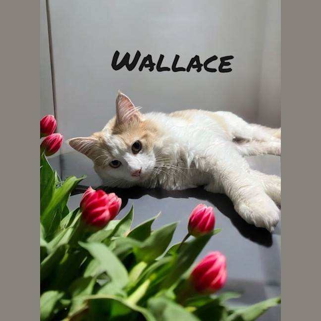 Photo of Wallace
