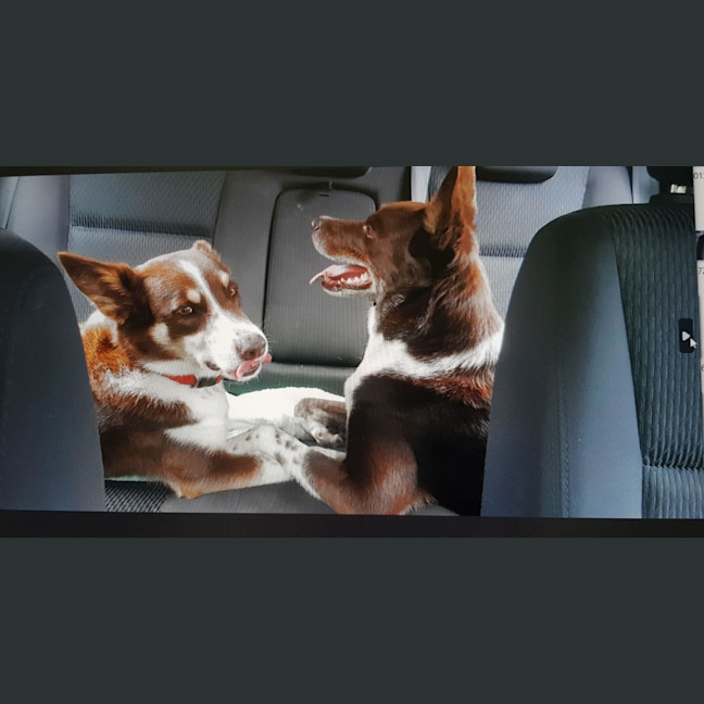 Photo of Tippy & Coco