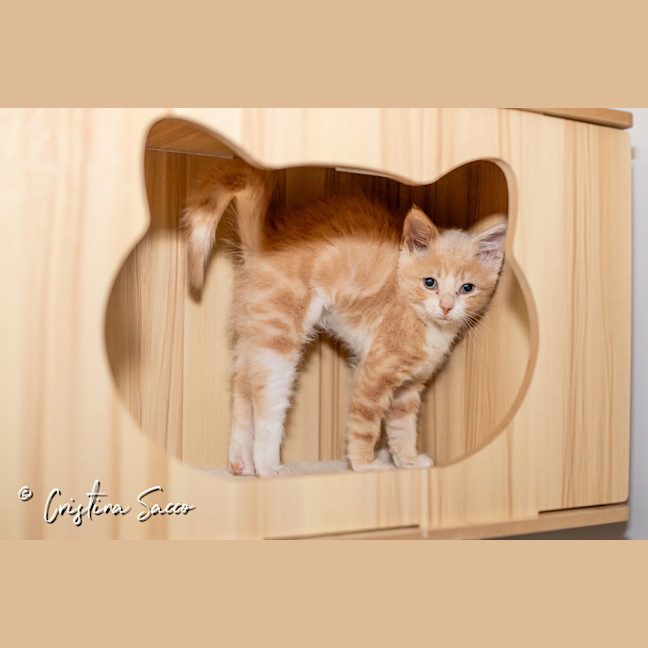 Photo of Butterscotch