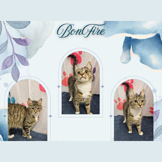 Photo of Bonfire