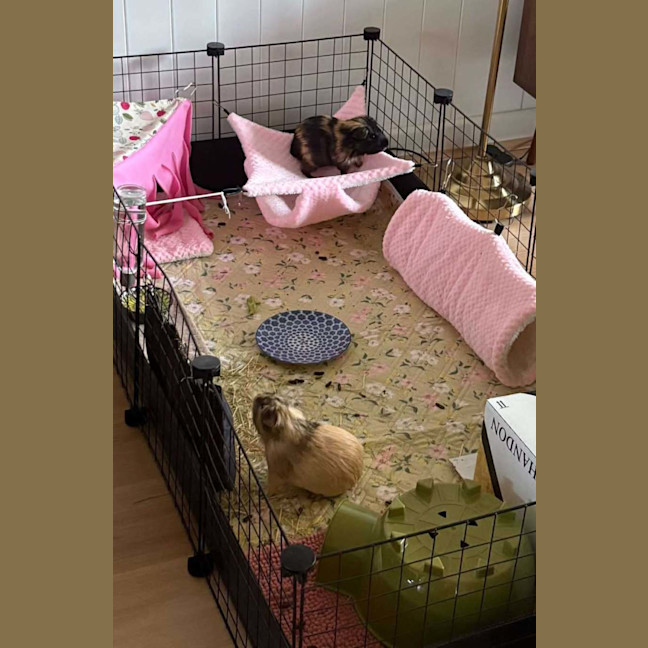 Photo of Crunchy & Tiger