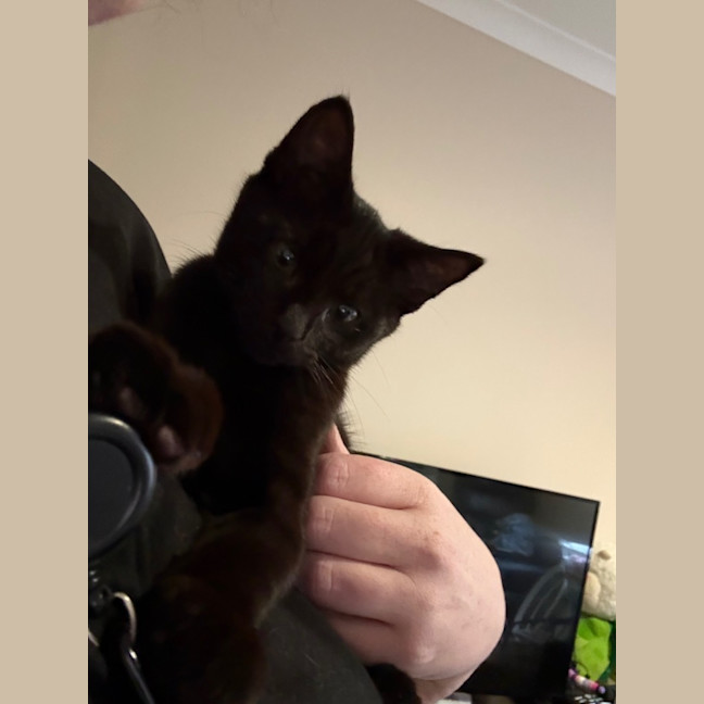 Photo of Tiny Timmy Moo