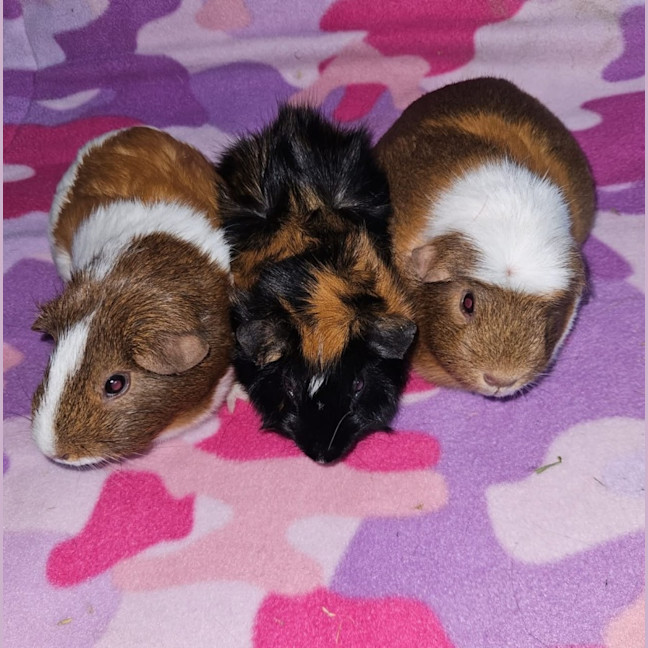 Photo of Bobbin, Cookie & Caramel