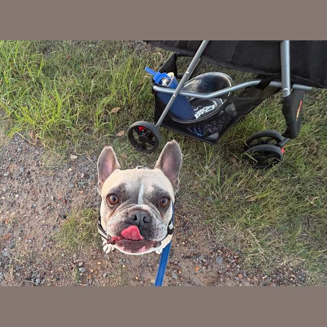 Photo of Boo   5 Year Old French Bulldog