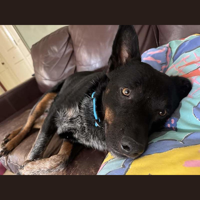 Photo of Buzz