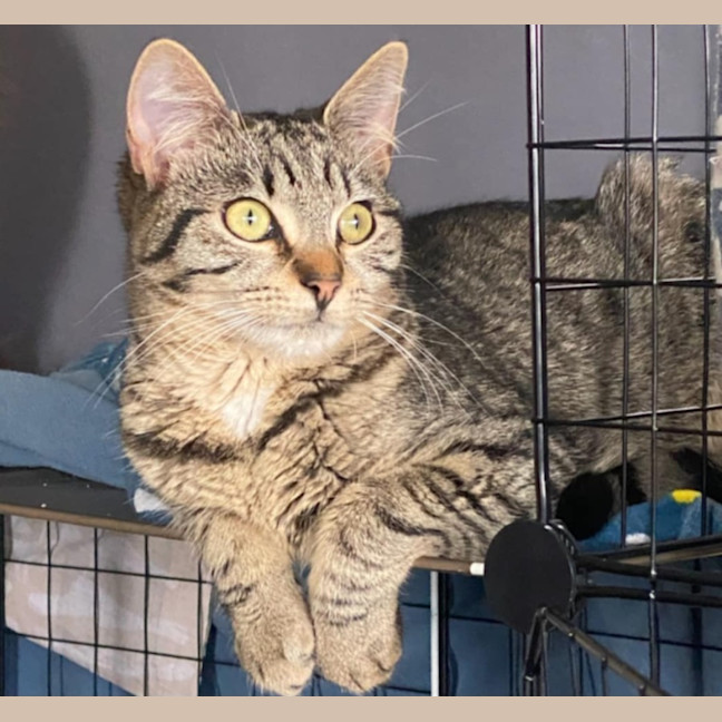 Photo of Connie* 9 Lives Project Rescue*